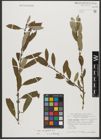 Foto von Salix triandra subsp. amygdalina (L.) Schübl. & G. Martens